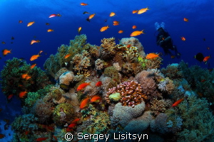 Reef. by Sergey Lisitsyn 